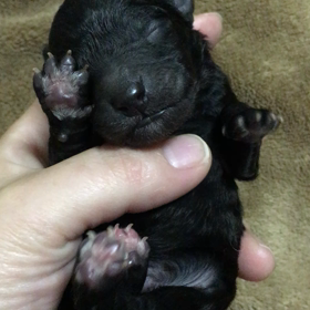生後3日目∪･ω･∪♡長男くんの画像