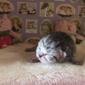 マンチカン♡おかきちゃんベビー 第一子ちゃんの画像