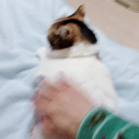 本日は定休日ですの画像