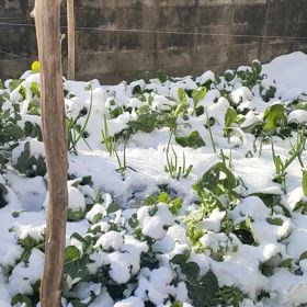 菜園の画像