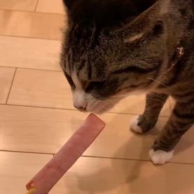 ケケのおやつの画像