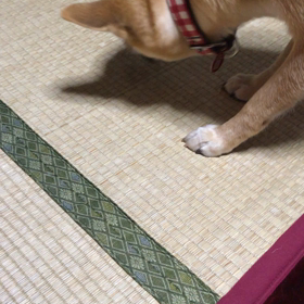 ペットボトルの画像