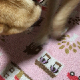 ホリホリ動画の画像
