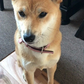 じらす飼い主…の画像