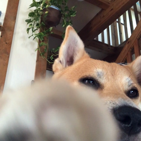 スマホ犬の画像