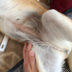 自分でコロコロしてみる。の画像