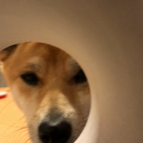 ペロリペロリの画像