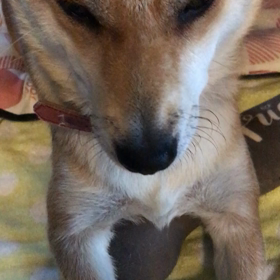 ハルさんのベルおしの画像