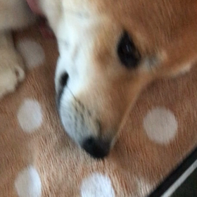 いじくりこんにゃくの画像