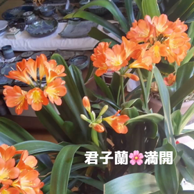 君子蘭満開の画像