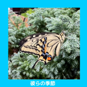 キアゲハの庭の画像