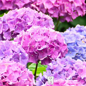 紫陽花の画像