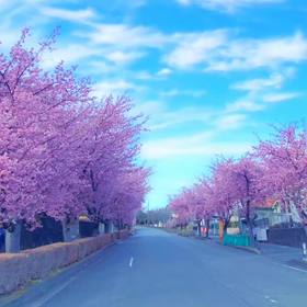 満開の画像