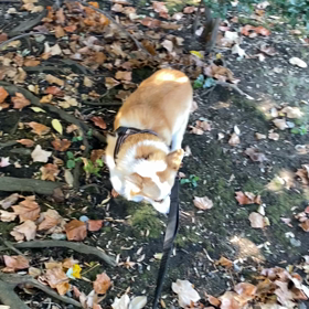 コーギー犬のお尻とゆる〜い暮らし　お散歩の画像