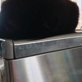 ジジ16歳の画像