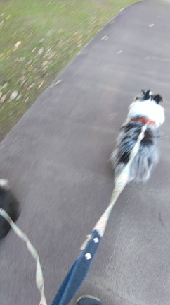 2023 10 23 犬の記録の記事動画