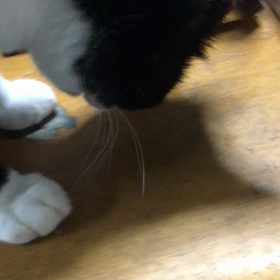 最近のレディーちゃんの画像