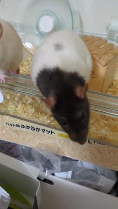お家でパシャリ！の記事動画