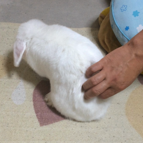 手術延期の画像