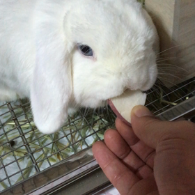 久しぶりのりんりんりんごの画像