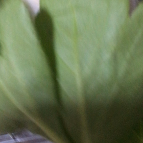 只管食べるの画像