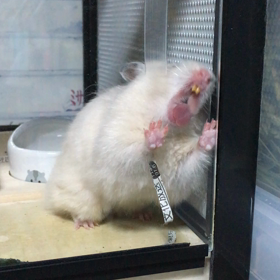 怖い顔の画像