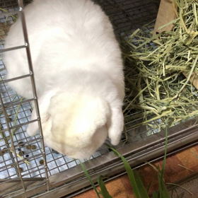 ゆっきーさんと生チモシーの画像