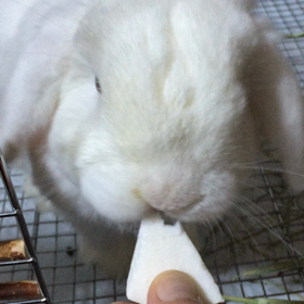 今日も動くよの画像