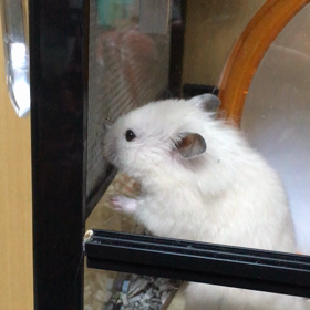滾るこゆきちさんの画像