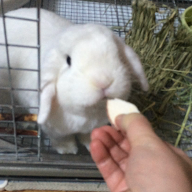 ショックの画像