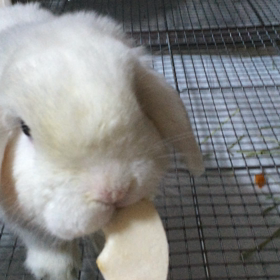今日はうさちゃんの日の画像