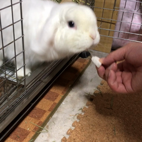 りんりんりんごの画像