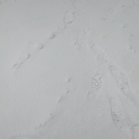 庭先の雪の画像