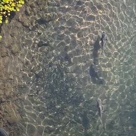 11月30日…その２…小魚の正体判明しましたの画像