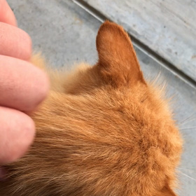 9月12日…今日もにゃんこと戯れるの画像