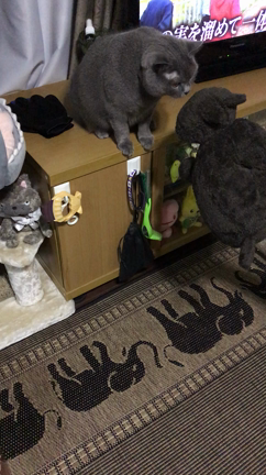 猫グッズいっぱい！の記事動画