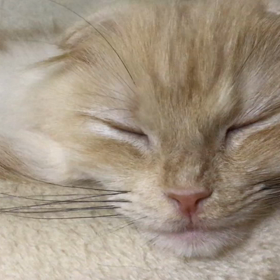 ぐるぐるかわいいෆ⃛*:･꒰ ૢ●௰ ૢ●✩꒱♡♡♡の画像