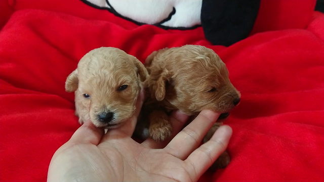 プードル赤ちゃん、生後2週間になりました♪【子犬動画】の記事動画