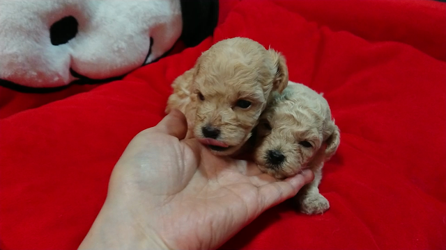 ぺろぺろ可愛い♡【子犬動画】の記事動画
