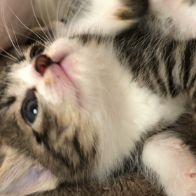 もうたまらんの画像