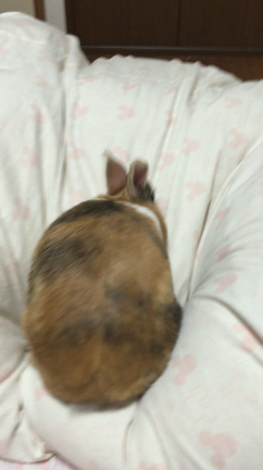 もぐの謎の行動(°_°)の記事動画