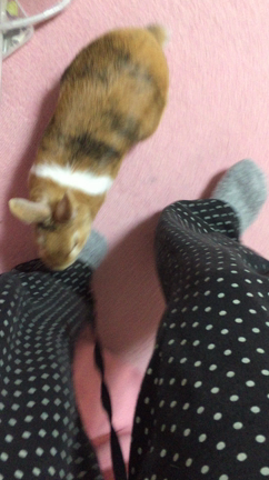 ついてくるもぐ(｡･ω･｡)の記事動画
