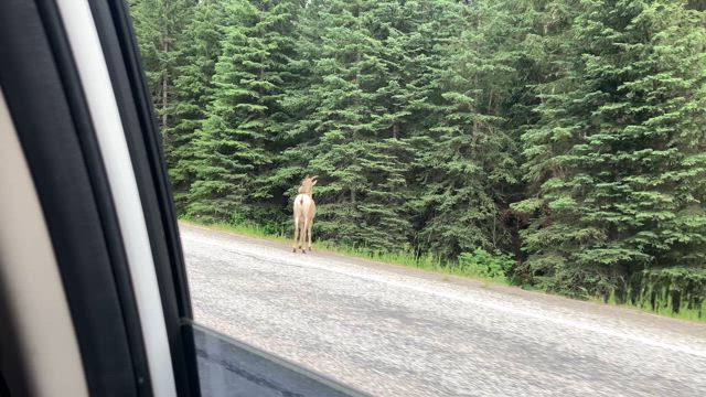 Marble Canyon Trailの記事動画