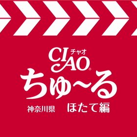 ちゅーるアプリ使ってみた！ほたて編の画像