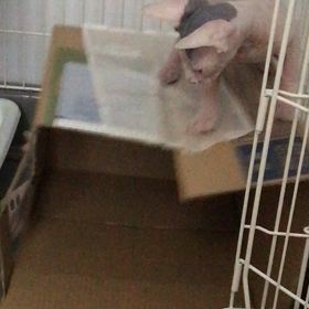 ほたて、震えに震える。動画ですwの画像