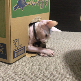 暴君！ほたて君。の画像