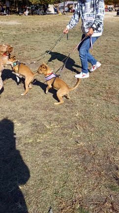 【里親募集中】雑種の仔犬ちゃん達の記事動画