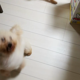 【里親募集中】ビション　メレンゲちゃんのランチタイムの画像