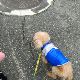 【里親募集中】トイプーぐるさん　お散歩の様子の画像