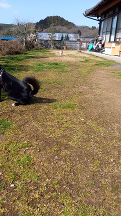 卒業犬　ジャックラッセルのりんちゃん♪の記事動画